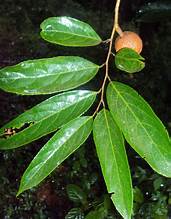 Hydnocarpus ilicifolia